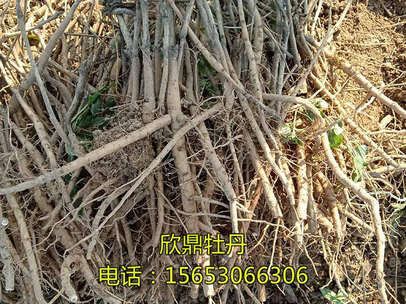 藥用芍藥苗