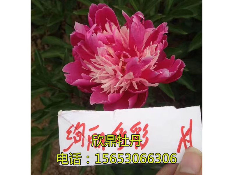 絢麗多彩A