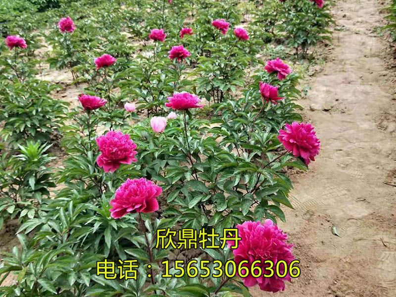 紅色芍藥