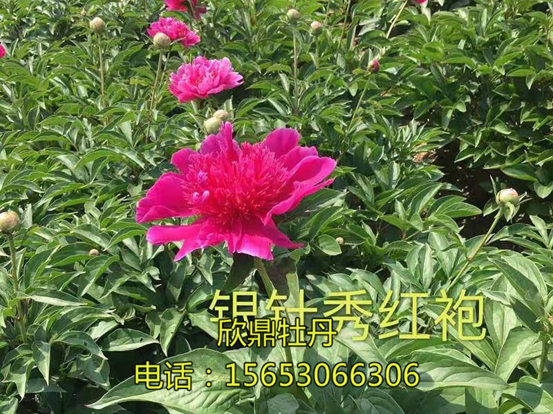 ?銀針秀紅袍