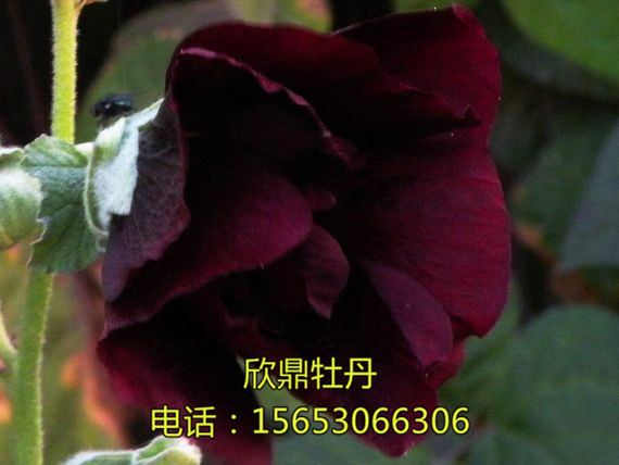 黑色芍藥