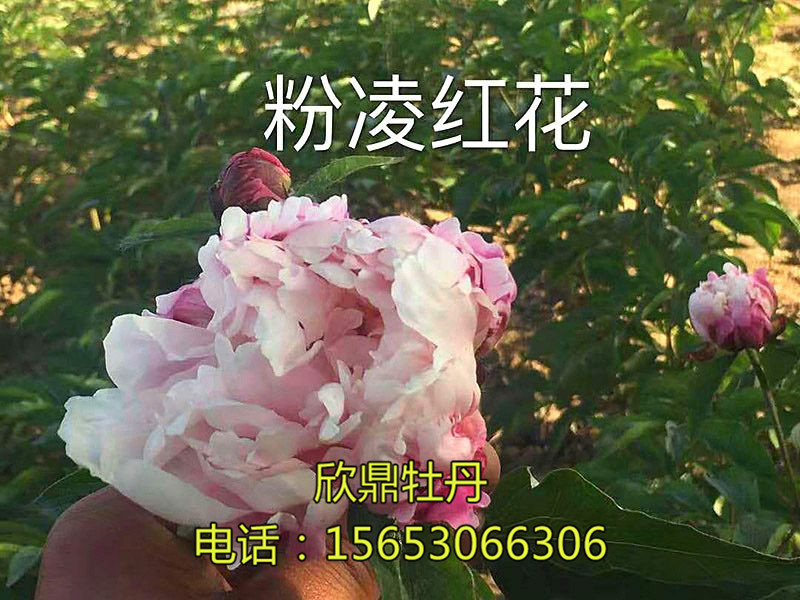 粉凌紅花