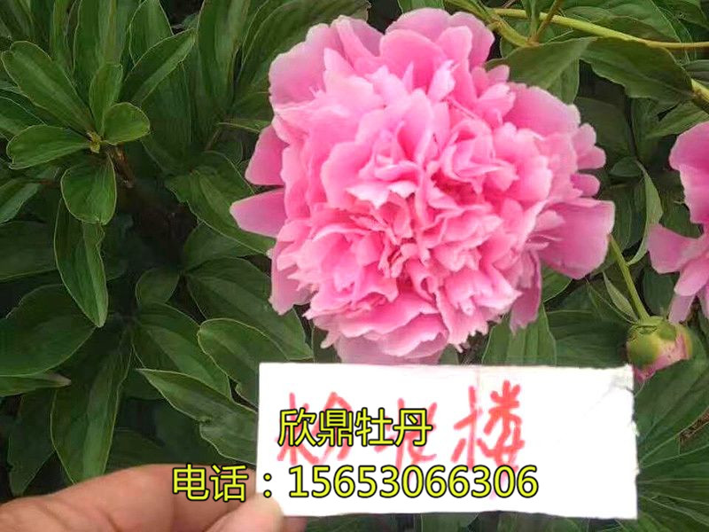 粉妝樓