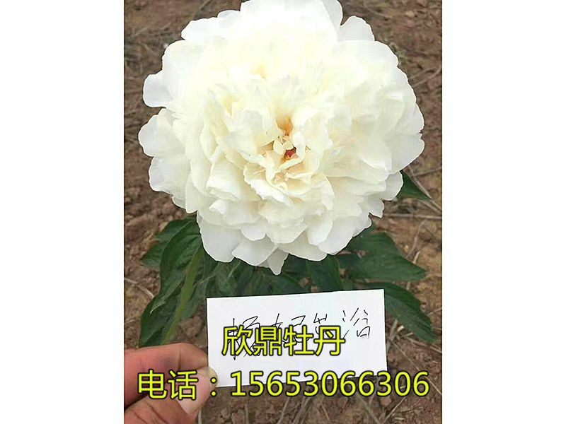 楊妃出浴