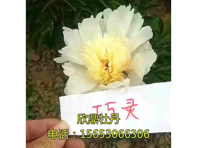 巧靈