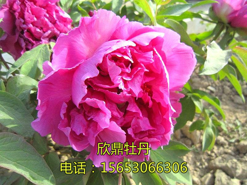 紫絨臺