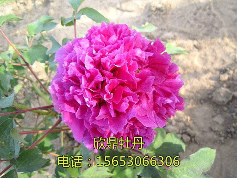 紫藍(lán)逐波