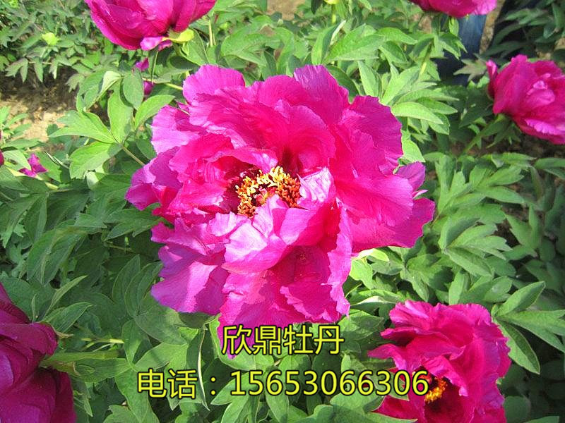 紫金盤