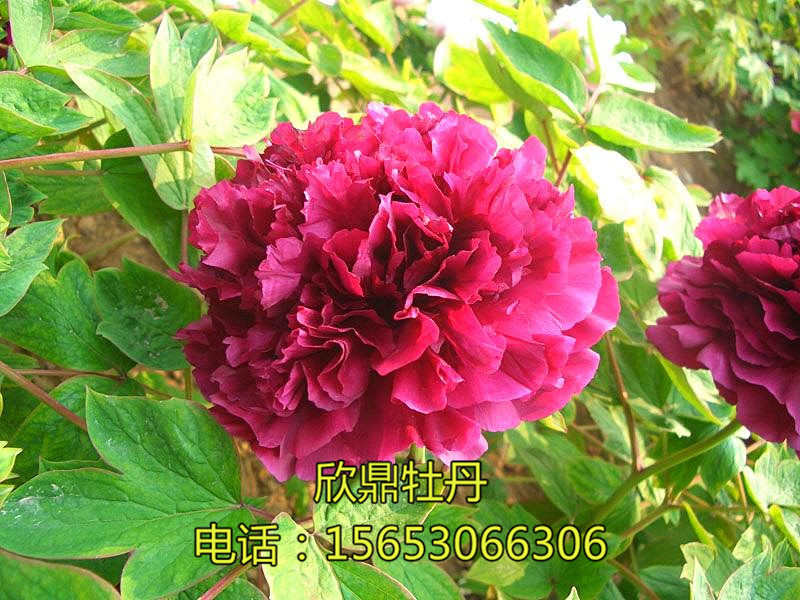 紫鳳朝陽