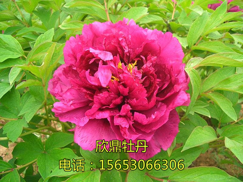 晚霞余暉