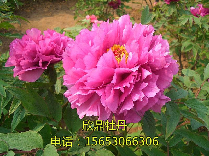 百花叢笑