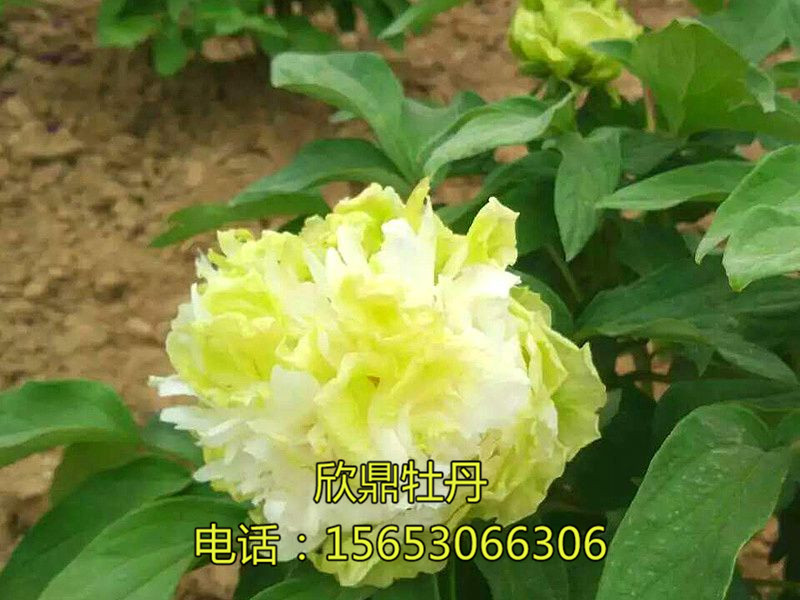 豆綠