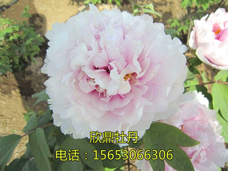 紫氣東來(lái)