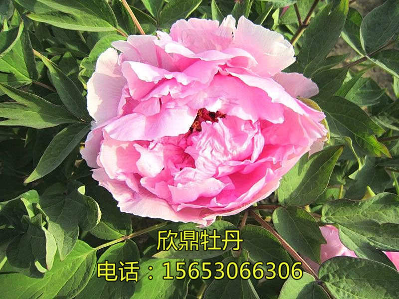 藍(lán)精靈
