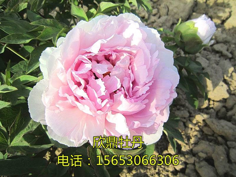 藍(lán)寶石