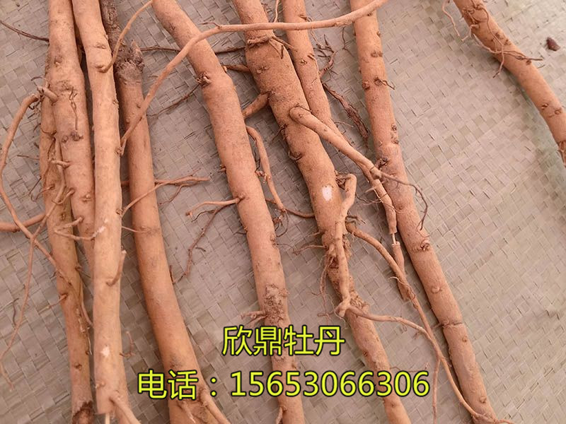 藥用芍藥苗