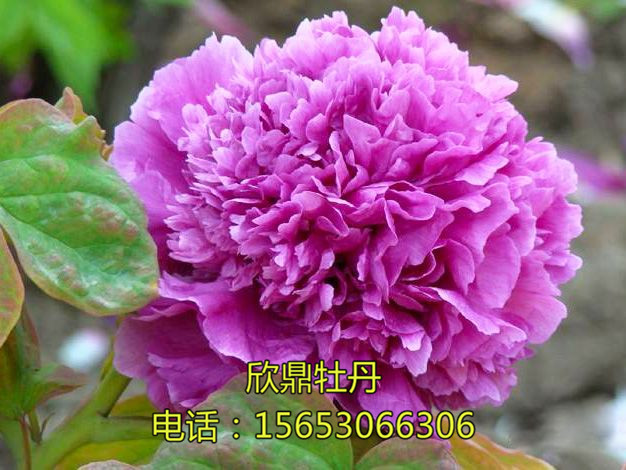 紫繡球
