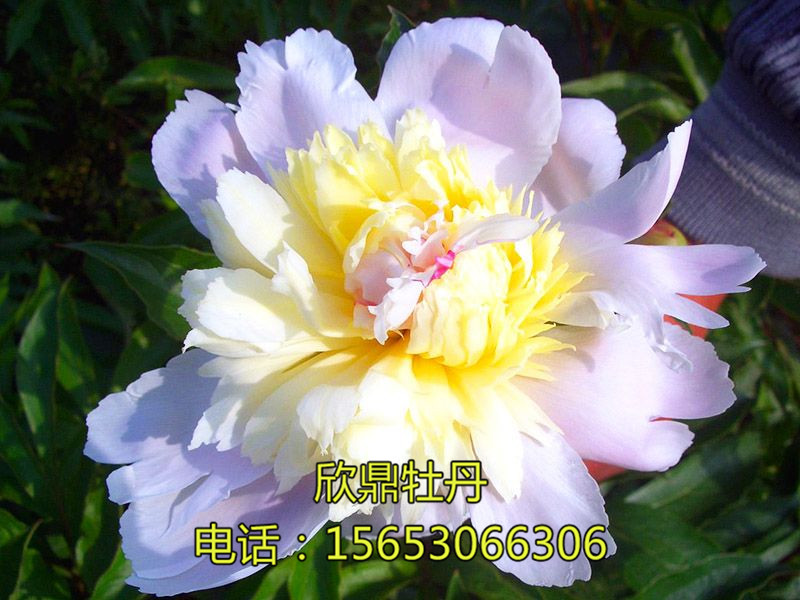 鳳羽落金池