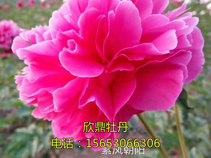紫鳳朝陽(yáng)
