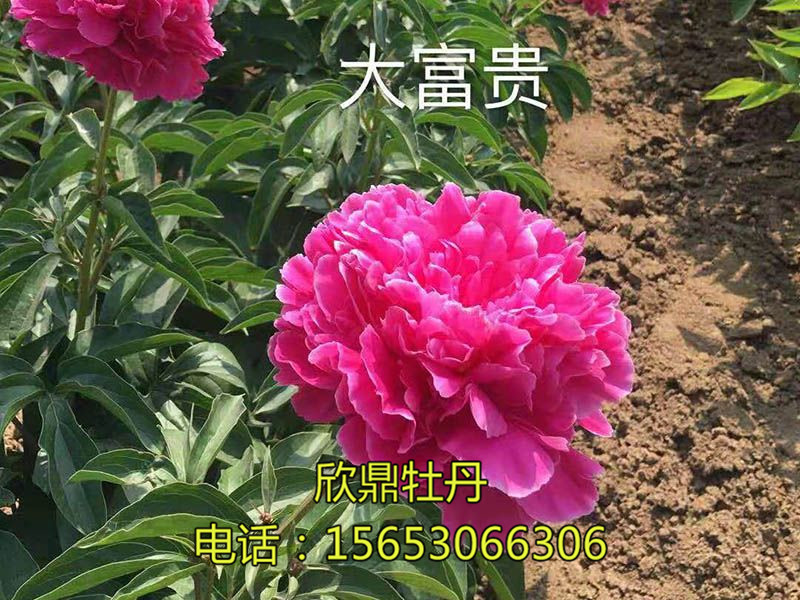 大富貴