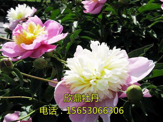 復(fù)色芍藥