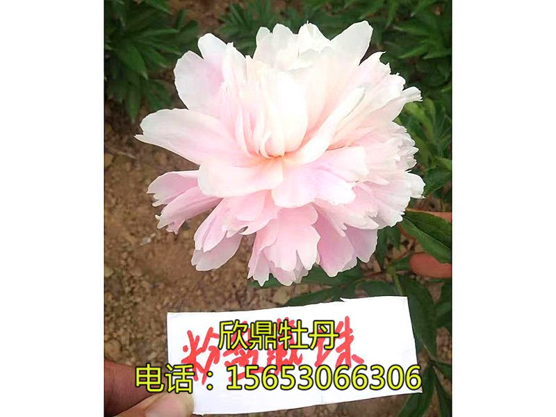 粉盤藏珠