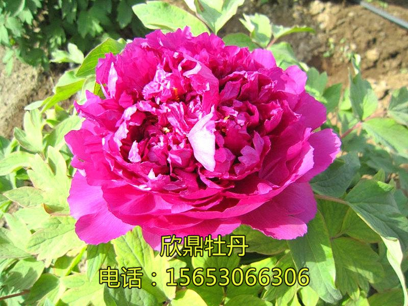 紫絨剪彩