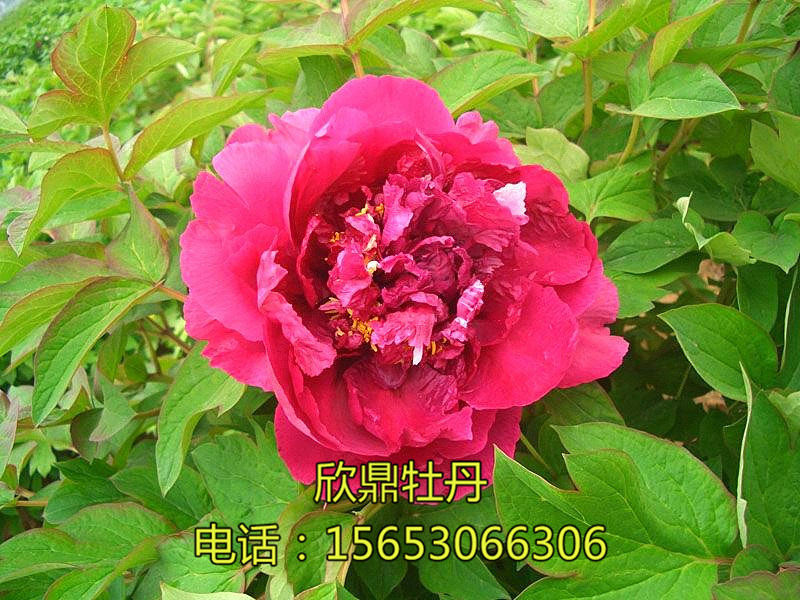 紫光閣