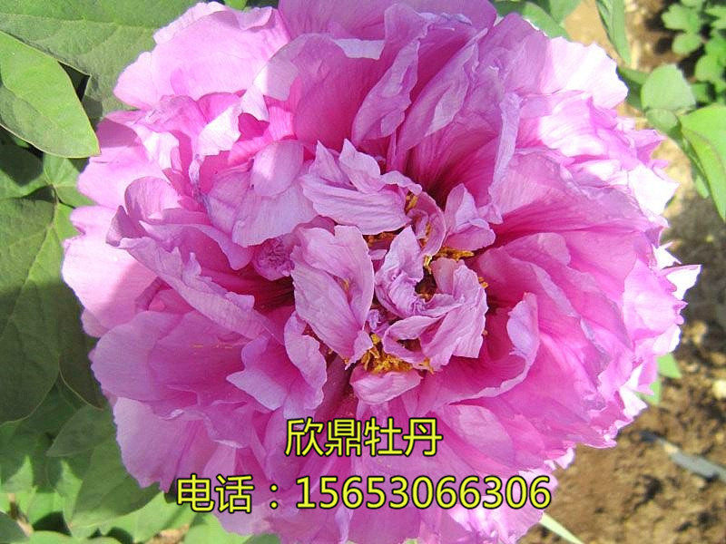 勝葛巾
