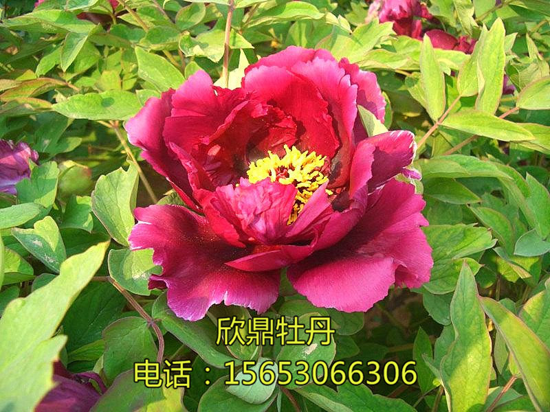 百園奇觀