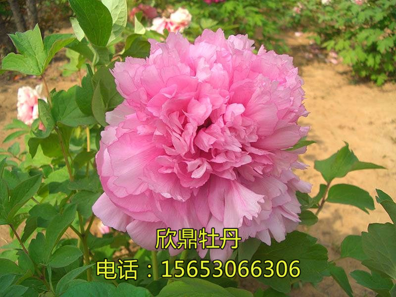 紫藍(lán)魁
