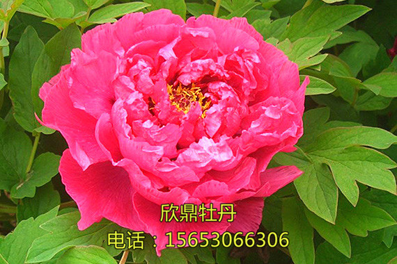 大紅一品