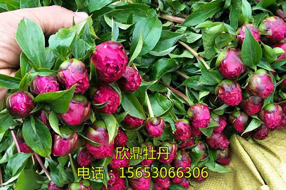 鮮切花