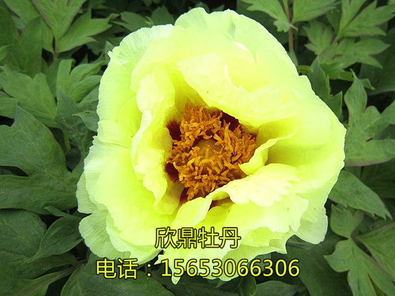 愛(ài)麗舍