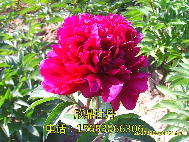 珠光