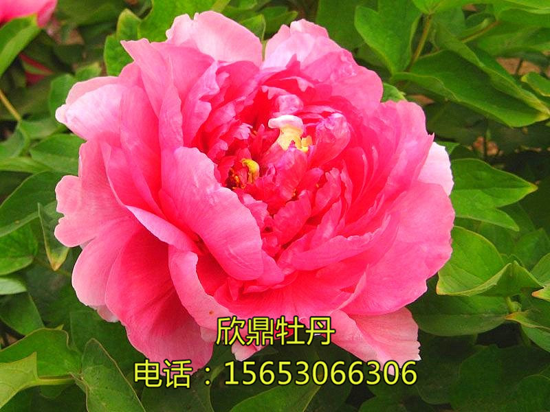 迎日紅