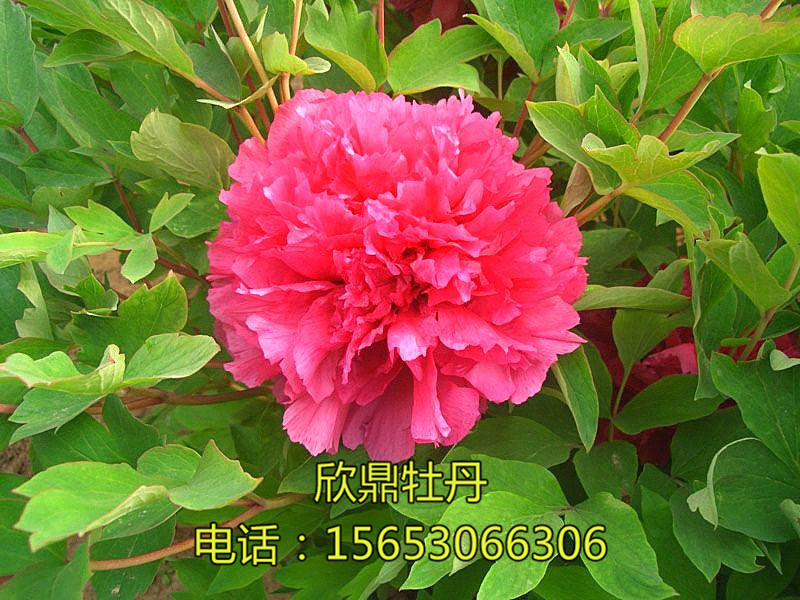 一品紅