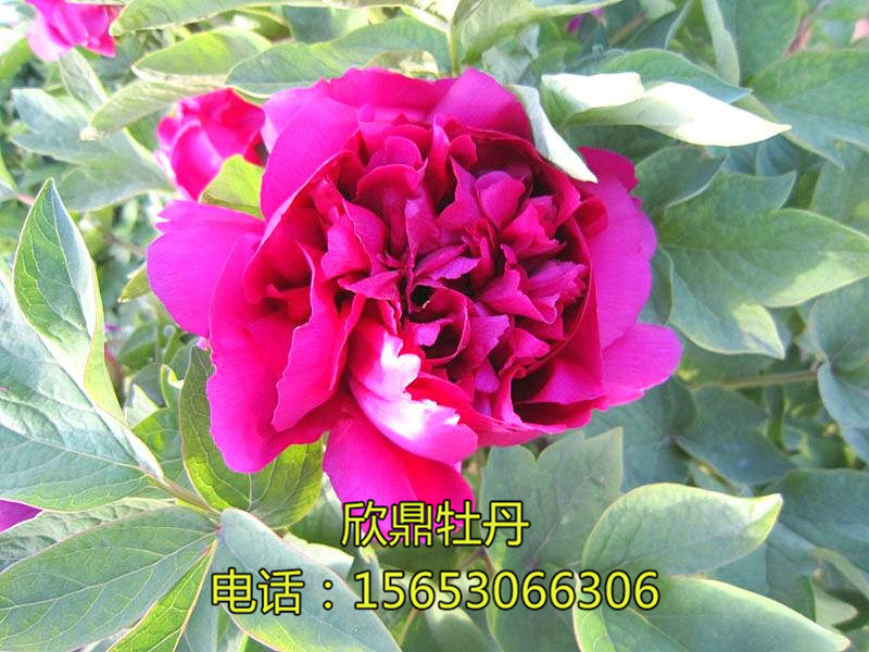 新世紀(jì)