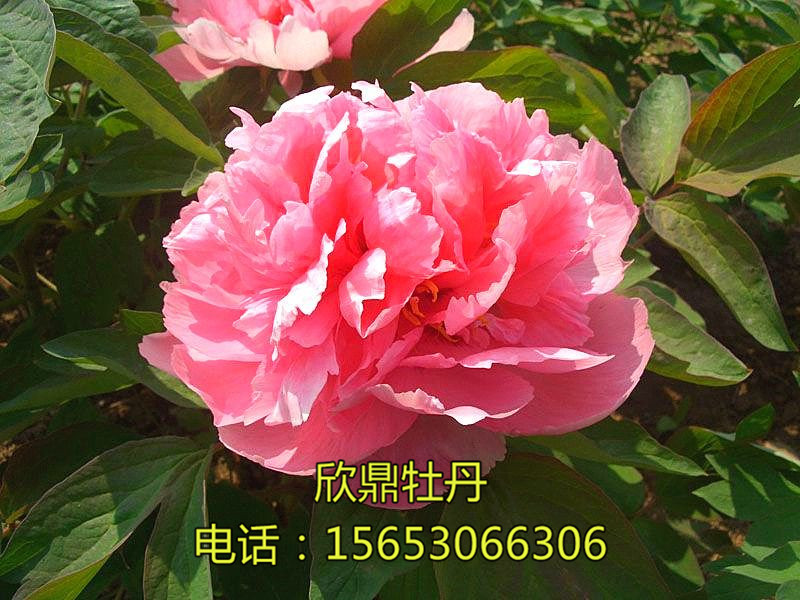 天姿國(guó)色