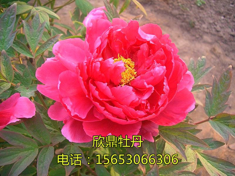 日本系太陽
