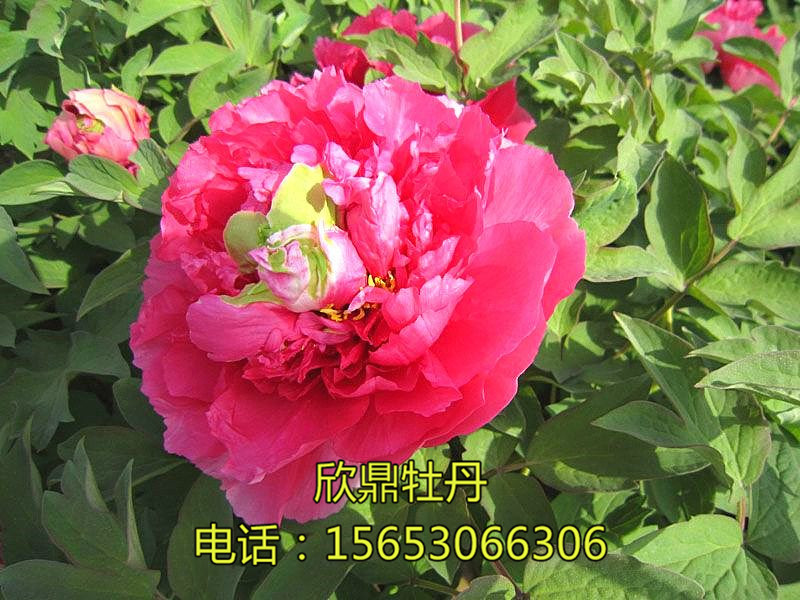 霓虹煥彩