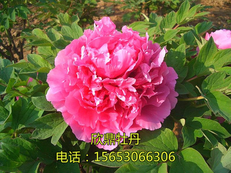 魯荷紅