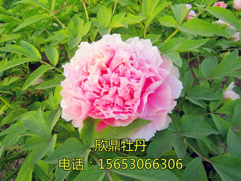 粉樓春