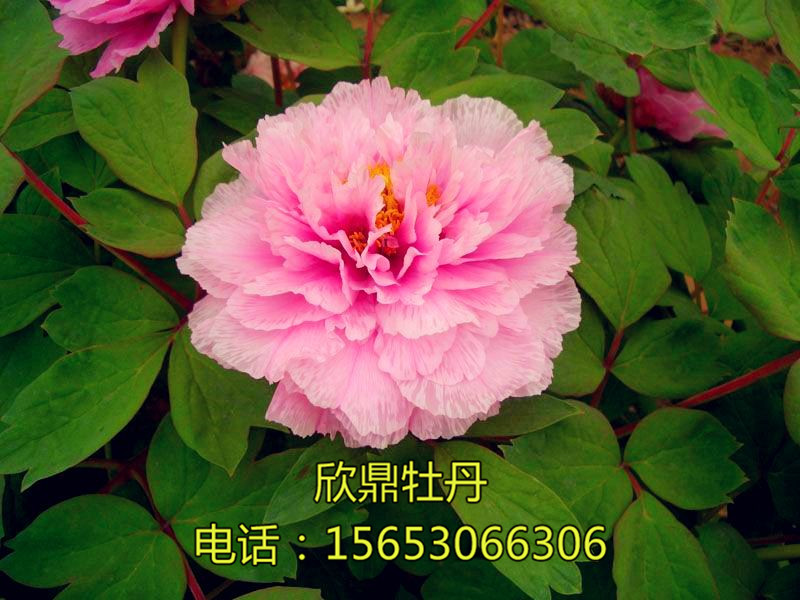 層疊多嬌