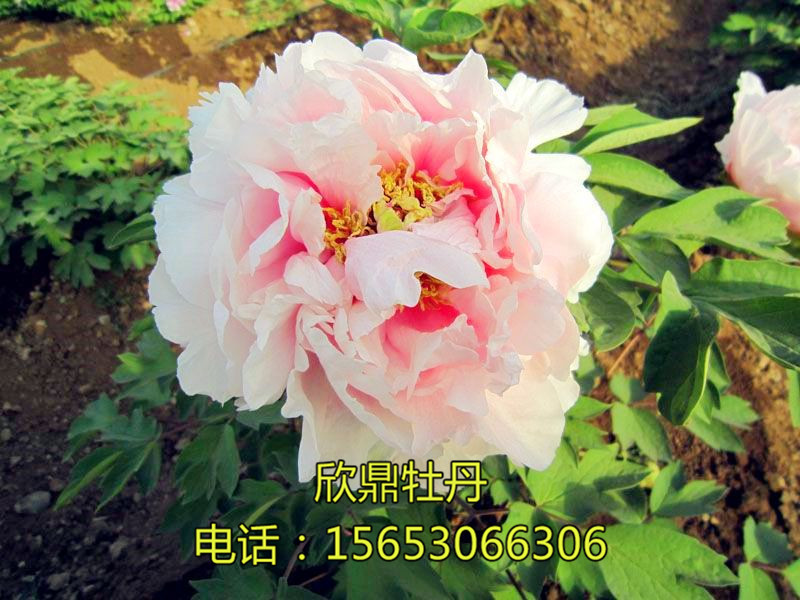百園粉