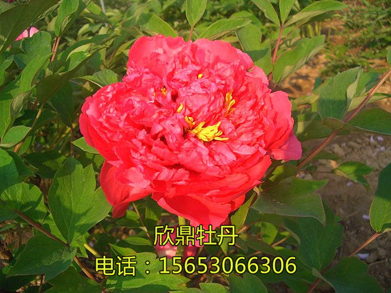 脂紅·日本系