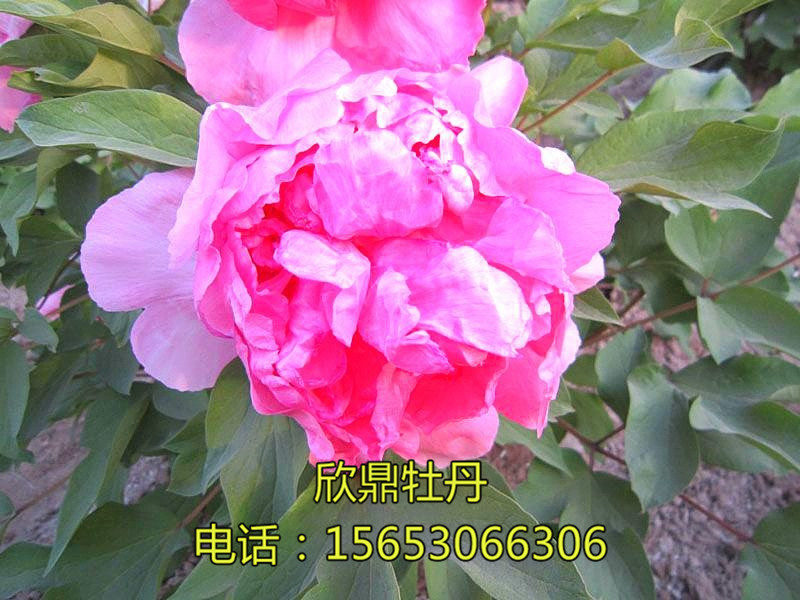 映紅樓
