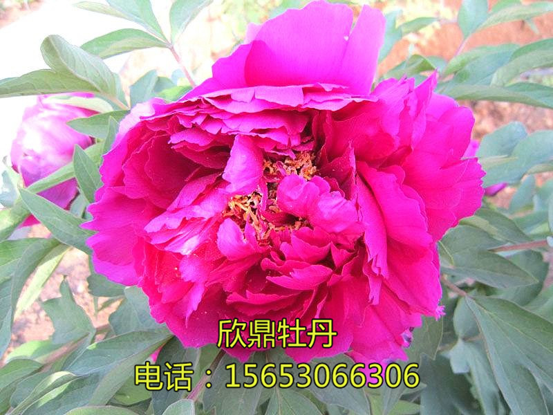 曉云