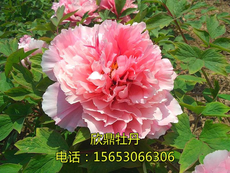 桃花飛雪