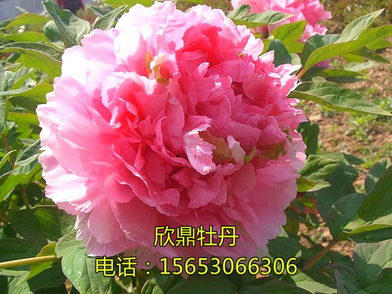 桃紅飛翠